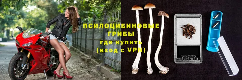 Галлюциногенные грибы Psilocybine cubensis  omg рабочий сайт  Венёв 